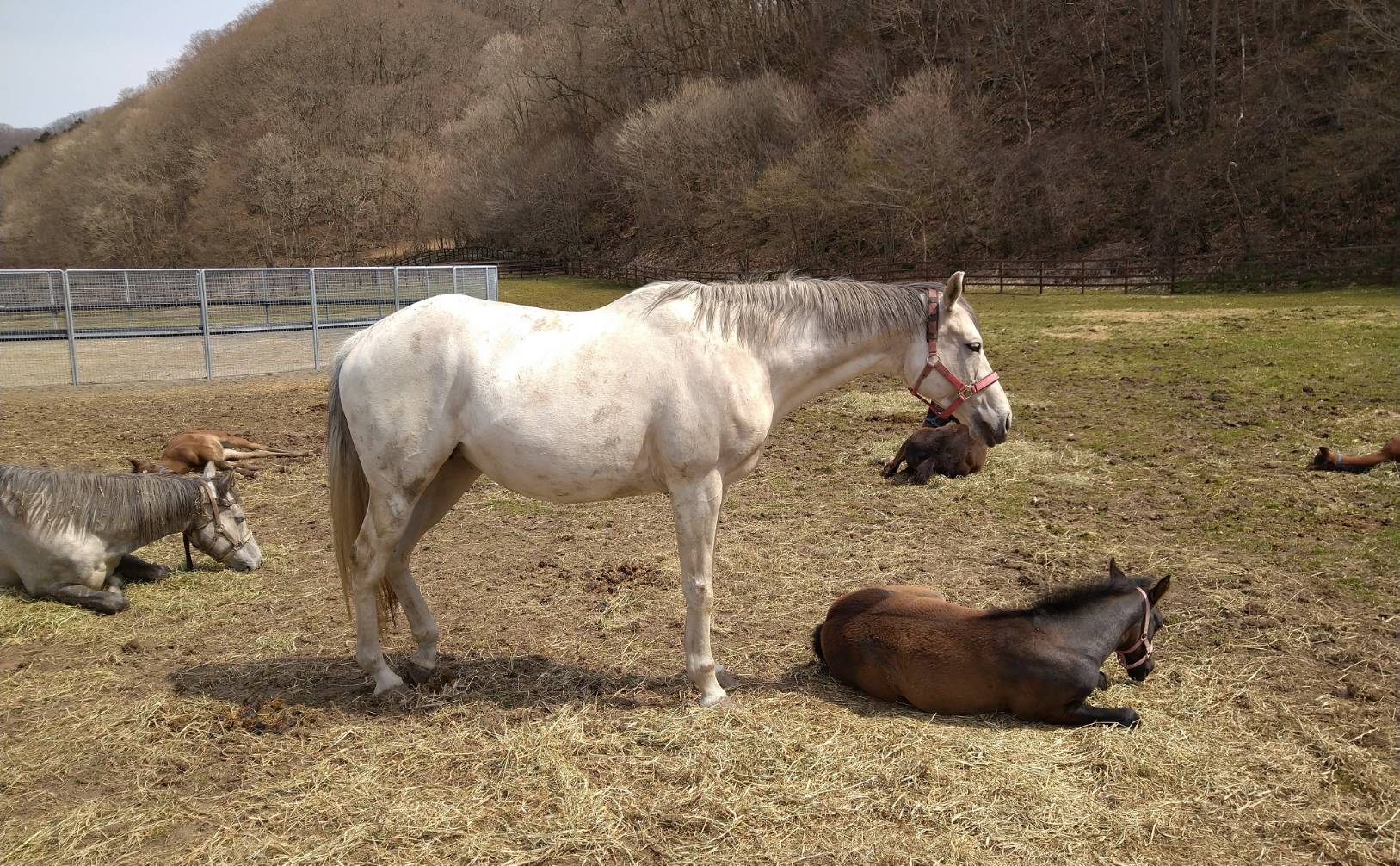 佐藤牧場 En Twitter 5月1日 ミンナノオカアサンみたいなアイちゃんが14歳になりました ミンナノアイドル ミンナノオカアサン ミンナノアイドル21 T Co 5oscw38r5i Twitter 佐藤牧場 En Twitter 5月1日 ミンナノオカアサンみたいなアイちゃんが14歳になりました ミンナノアイドル ミンナノオカアサン ミンナノアイドル21 T Co 5oscw38r5i Twitter