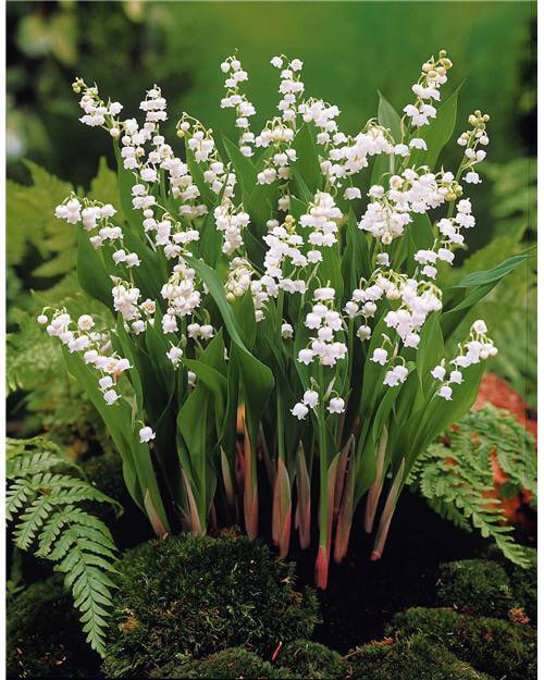 L’ensemble de l’équipe Vivre À #Louveciennes vous souhaite beaucoup de bonheur en ce #1erMai 2021 !

vivrealouveciennes.fr