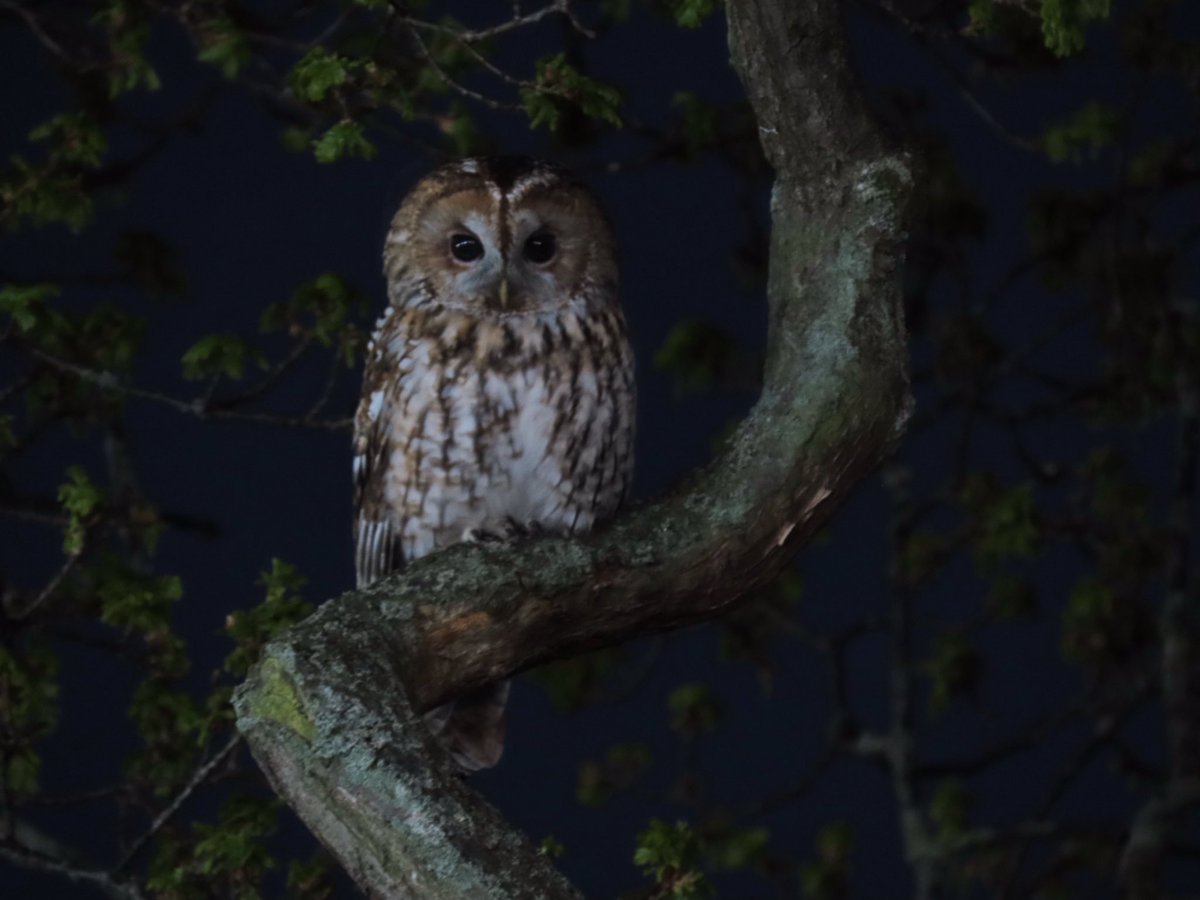 Tawny owl just outside my window!! 
My first owl in the UK☑️