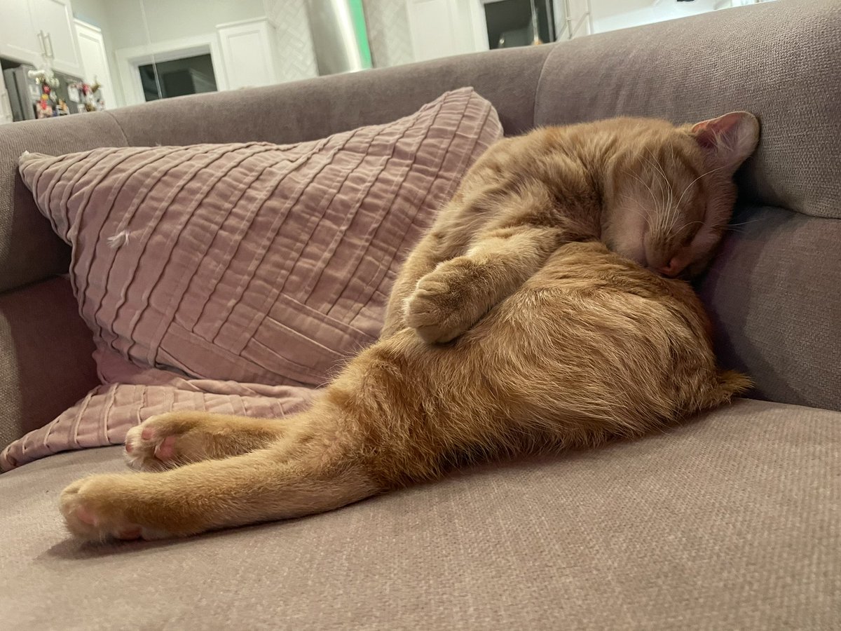 #Caturday