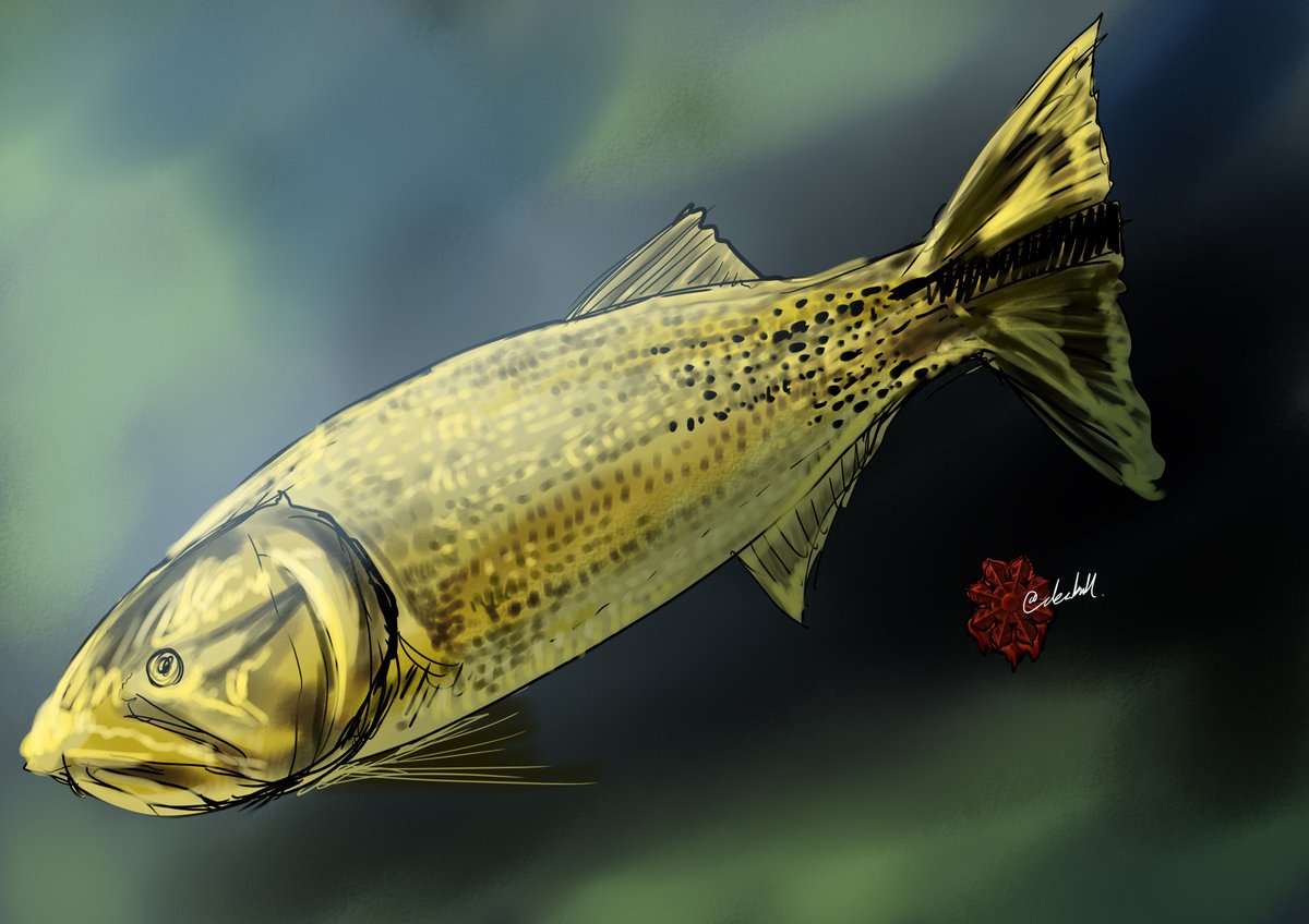 Twoucan ドラド の注目ツイート イラスト マンガ