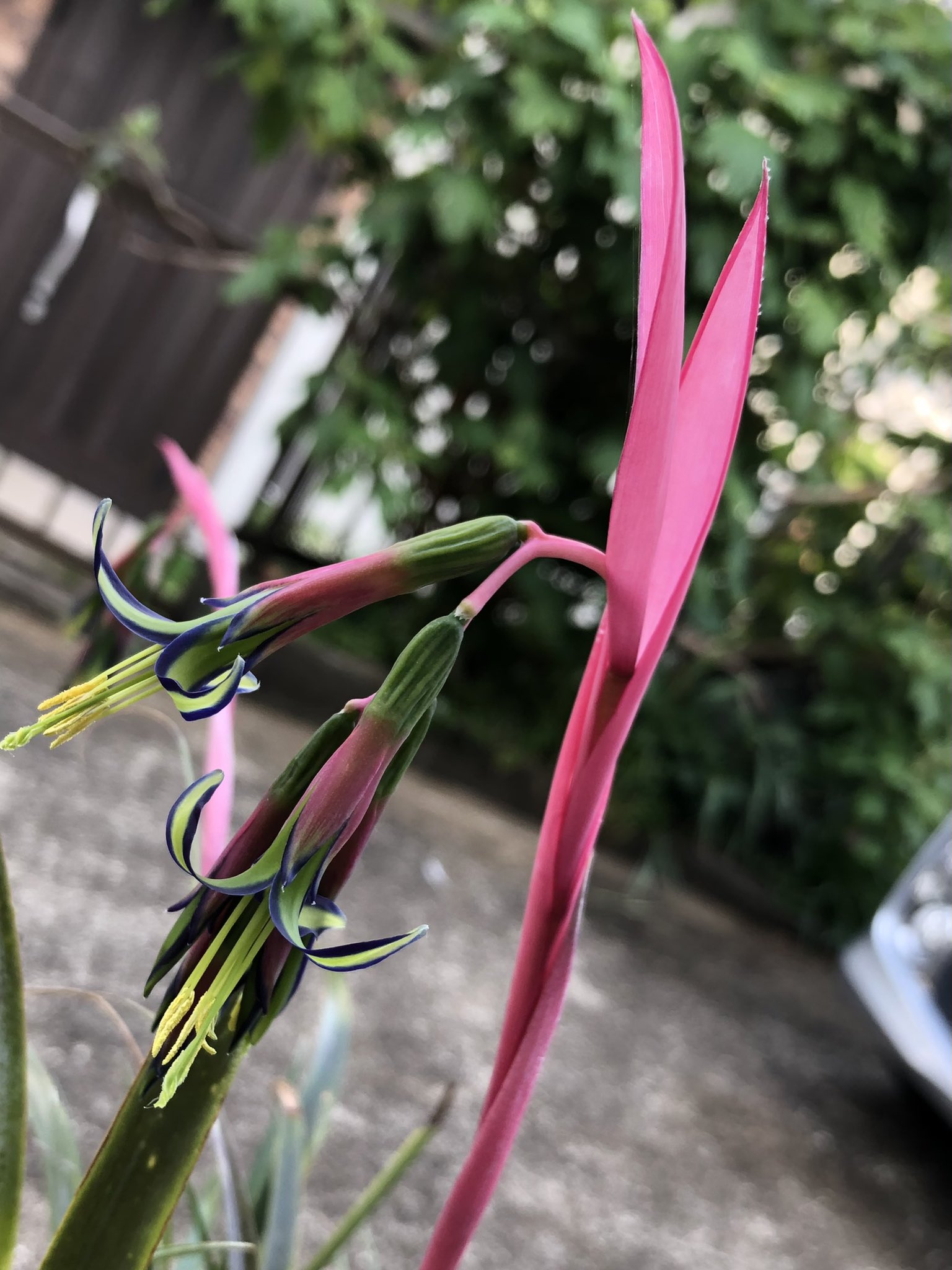 珍しい花 Twitter Search Twitter