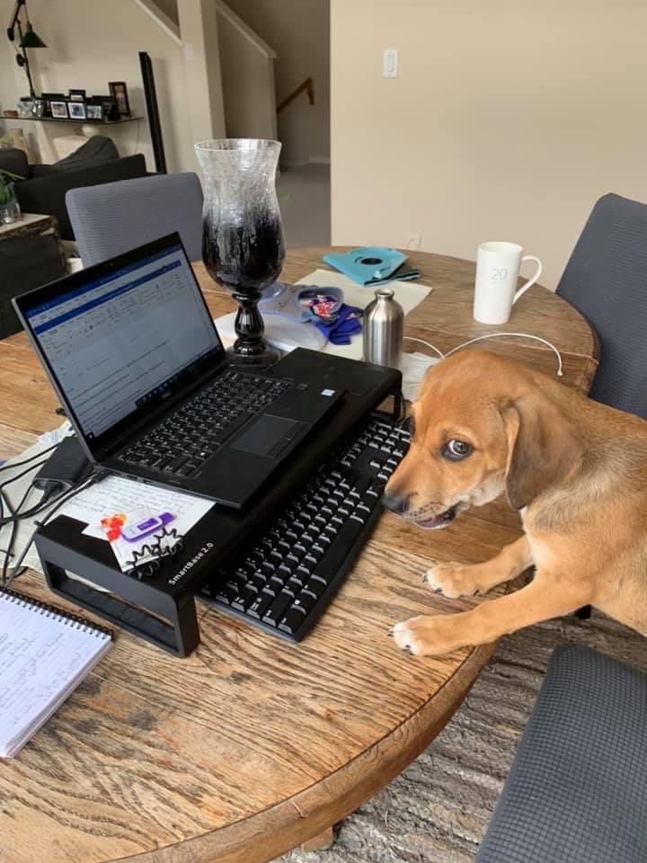 ⁦<a href="/risingaction/">Patrick Johnston</a>⁩ So you think you’re good teaching your fab kids to enjoy and succeed in life? My new puppy is already “working from home!” Teaching him puns and how to write: Canucks happy with challenging, travel-filled season despite finishing last! He earns his bones! 🤠
