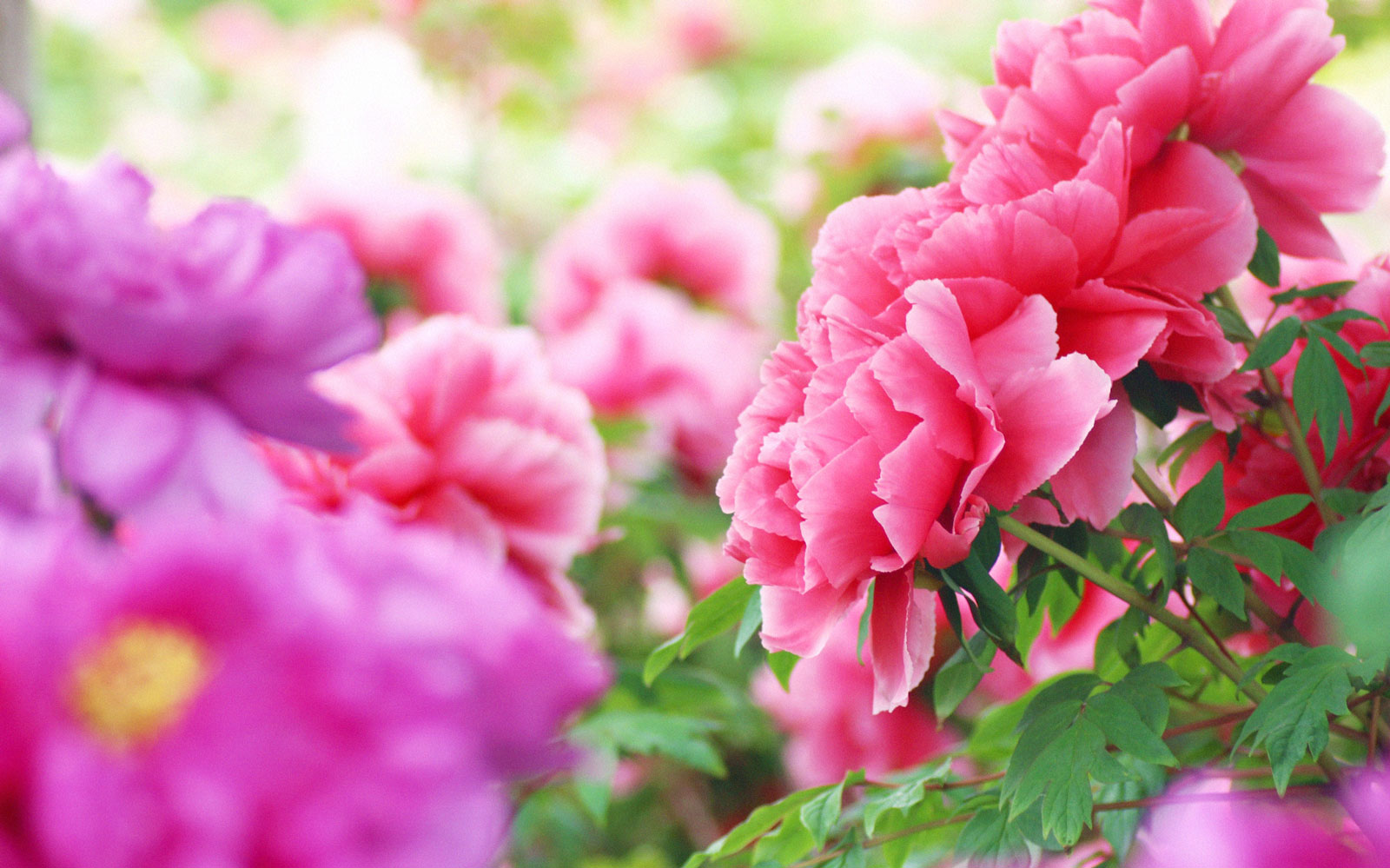 暦生活 こよみせいかつ 百花の王 である牡丹はさまざまな物語や伝説に登場し 人々に勇気を与えてきました 牡丹は平和 と安寧の象徴 清らかに和する季節に咲く大輪の花 清らかで強いものは 本当に眺めるだけでエネルギーをもらえます 牡丹華