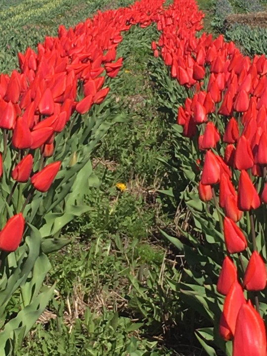 Lab d'hépato-neuro (@labhn) on Twitter photo Ça y est, tout est prêt pour #TulipesFoie! Aujourd'hui <a href="/C_F_Rose/">Christopher F Rose</a>, <a href="/farztmn/">Farzaneh Tamnanloo</a>, Manila et Katerina seront sur place. On vous attend chez tulipes.ca, il fait beau, allez cueillir des tulipes pour une bonne cause, @FondationFoie! Ça y est, tout est prêt pour #TulipesFoie! Aujourd'hui <a href="/C_F_Rose/">Christopher F Rose</a>, <a href="/farztmn/">Farzaneh Tamnanloo</a>, Manila et Katerina seront sur place. On vous attend chez tulipes.ca, il fait beau, allez cueillir des tulipes pour une bonne cause, @FondationFoie!