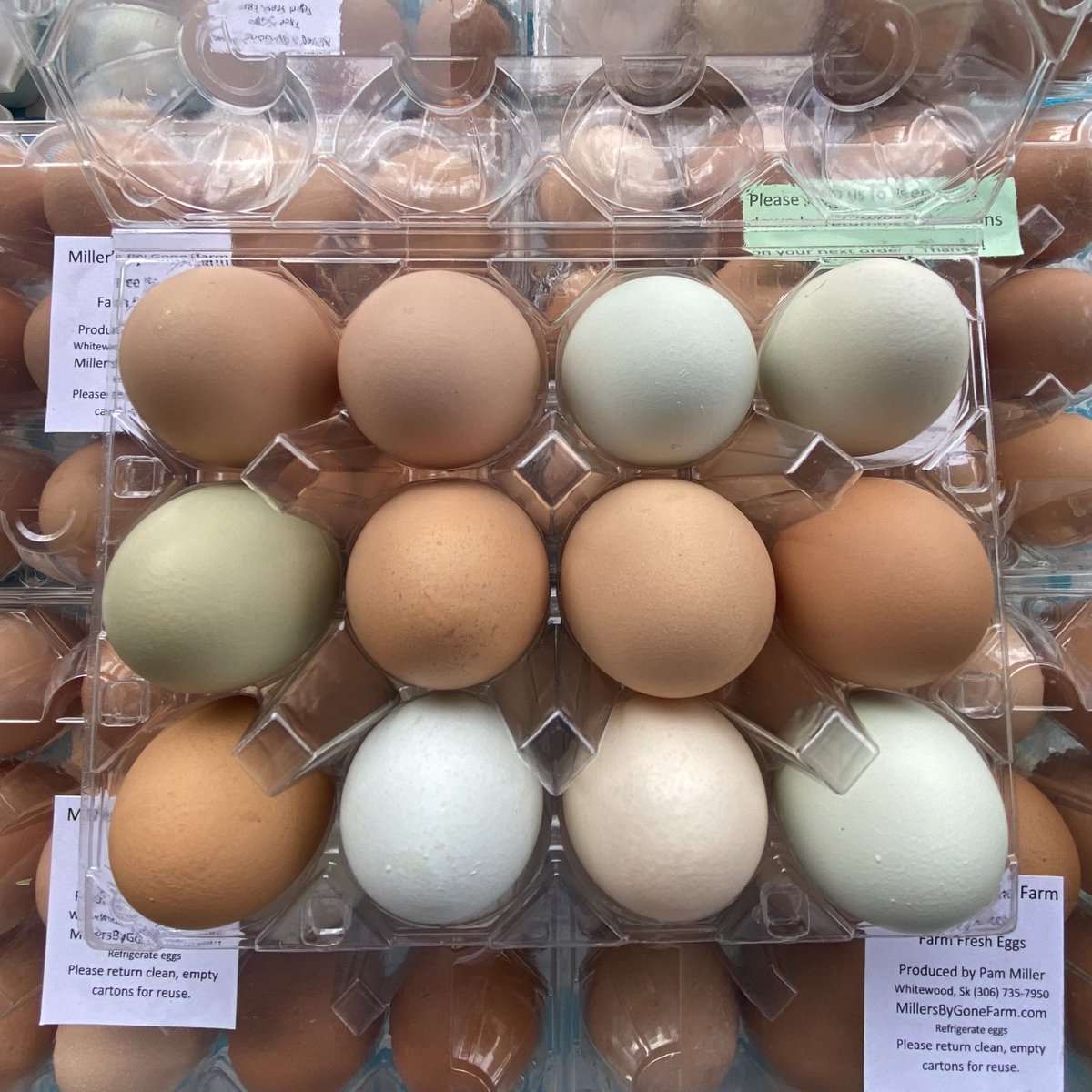 ByGoneFarm's tweet photo. Weeeeeee’re back! 

Come see us at @MarketRegina today from 9 am - 1 pm at the downtown city plaza 👩🏼‍🌾

P.S.- we’re fully stocked with eggs! https://t.co/yGgJ4Aq4Tt