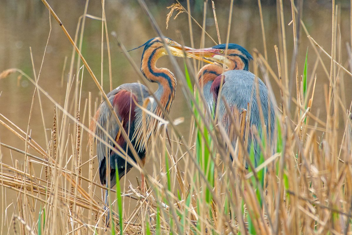 swaninga_fotos's tweet photo. Purpurreiher Pärchen 😊 #Natur #Fotografie #birding purple herons #TwitterNatureCommunity #NaturePhotography https://t.co/n9hOwbdqiQ
