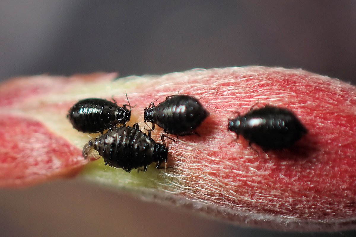 Avainsana モミジニタイケアブラムシ Twitterissa