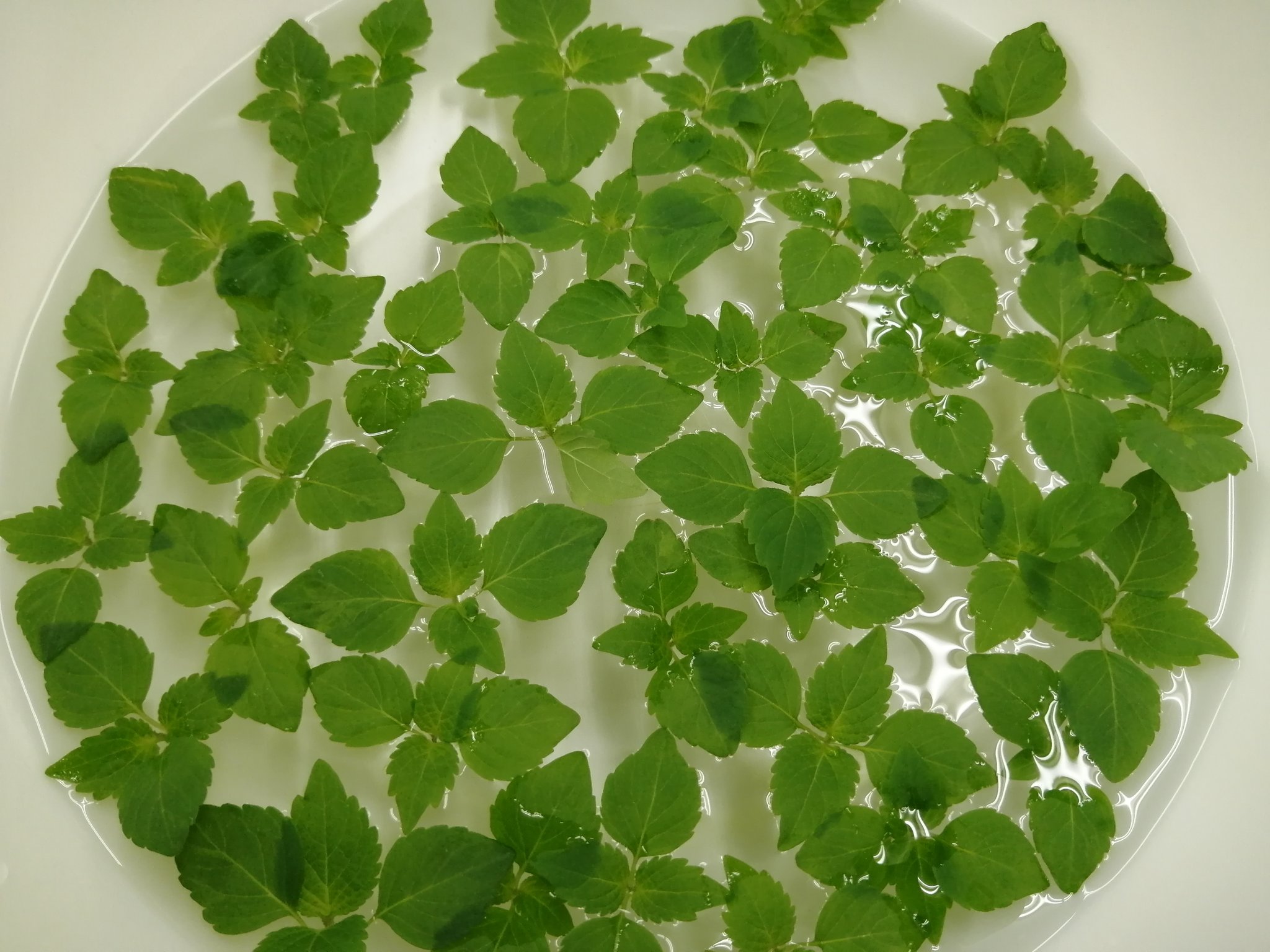 離島フィッシュイーター على تويتر 魚食 108ヨコワ漬け丼 大葉の間引き菜で Yummy