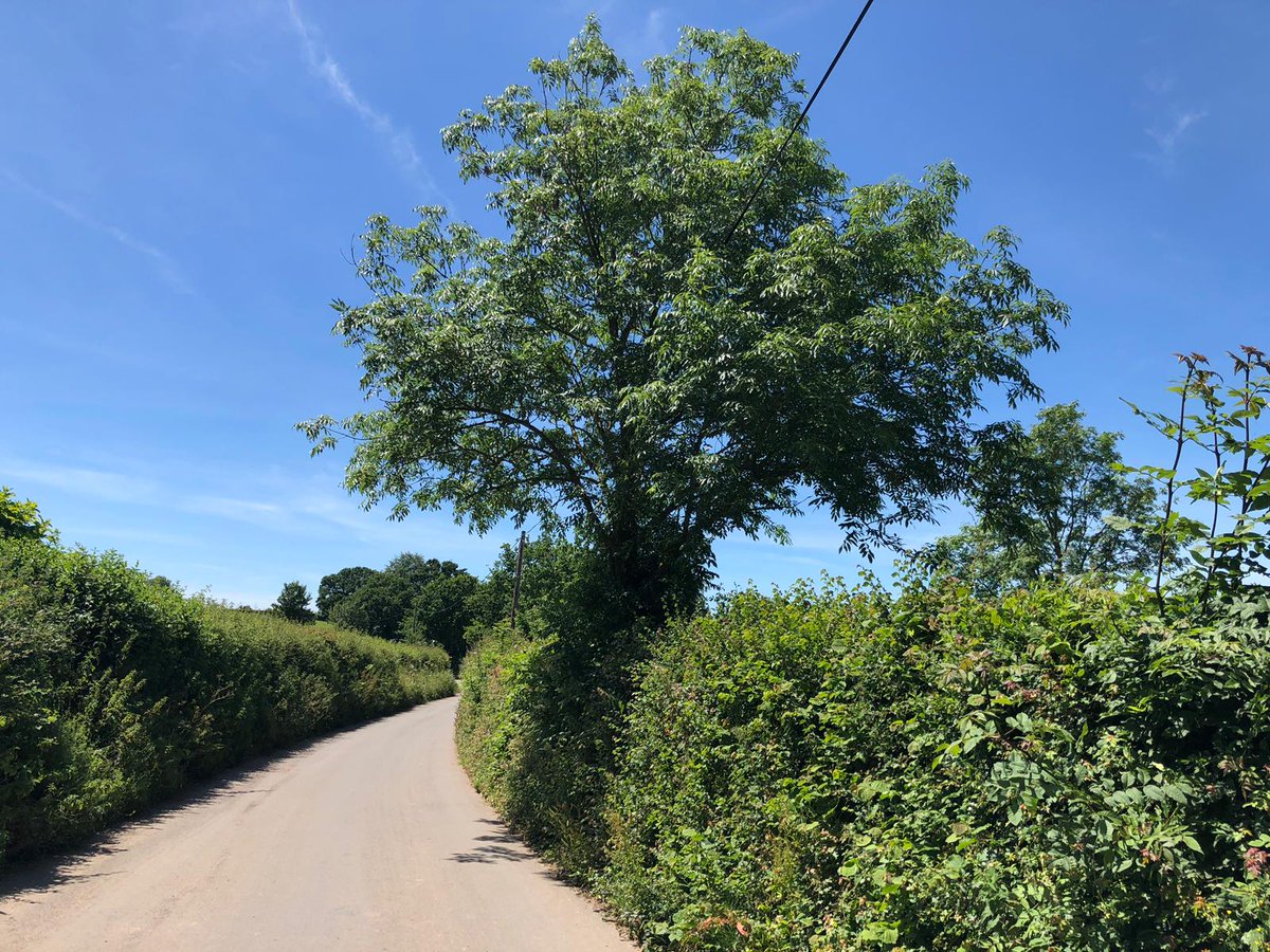  #HedgeAZA is for Ash- a tremendous hedge plant, both trimmed into the hedge structure or as hedgerow trees, of which its one of the most commonThere are 955 species associated with it of which 45 are only ever been found on ashAlso, Dormice feed on ash keys in summer- cute!