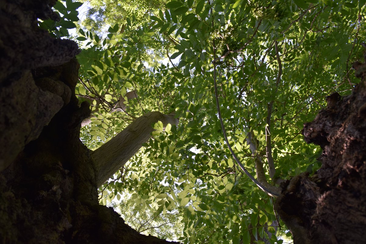 Insects congregate around the crown &beneath the canopy, including the rare Brown hairstreak butterfly which use them as ‘master trees’ to mate and feed on aphid honeydew.All these insects then provide rich feeding for birds and bats ;)But that's not all Ash feeds