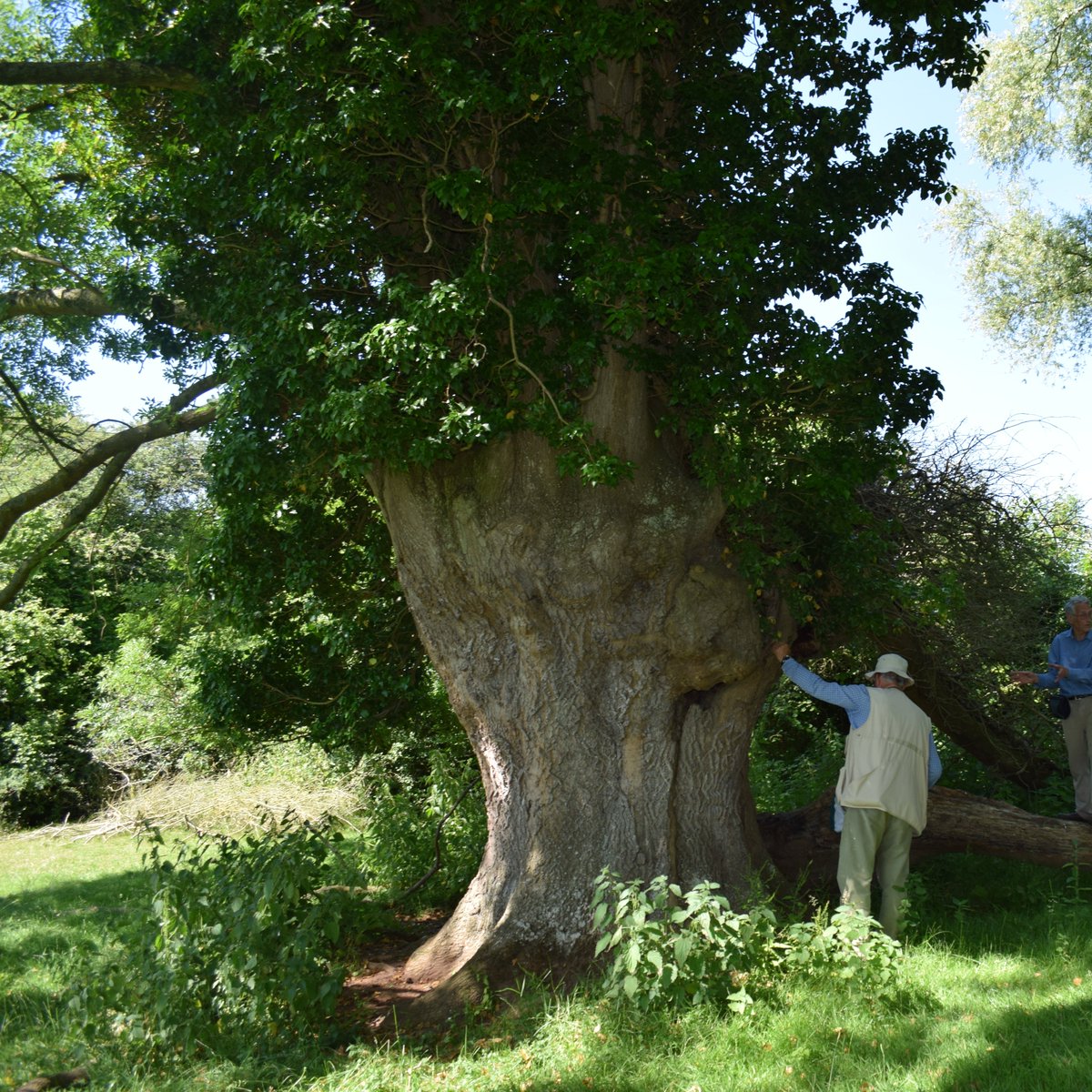 Ash was traditionally pollarded as a working tree. &boy did it work. (why don't we use working trees anymore? They have a lot to give)The timber is tough &good for crafts, charcoal, construction, medicine & the leaves useful as livestock fodderNo wonder its sacred to so many