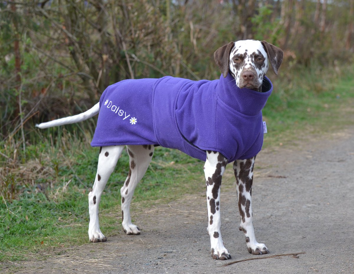 I simply couldn't resist embroidering a wee daisy on Daisy's Ness drying coat. 🌼

All Freckles drying coats are double layered with a thick microfibre towel lining and warm fleece outer, perfect for popping on after exercise on chilly days.

#dalmation #dogcoat #smallbusiness