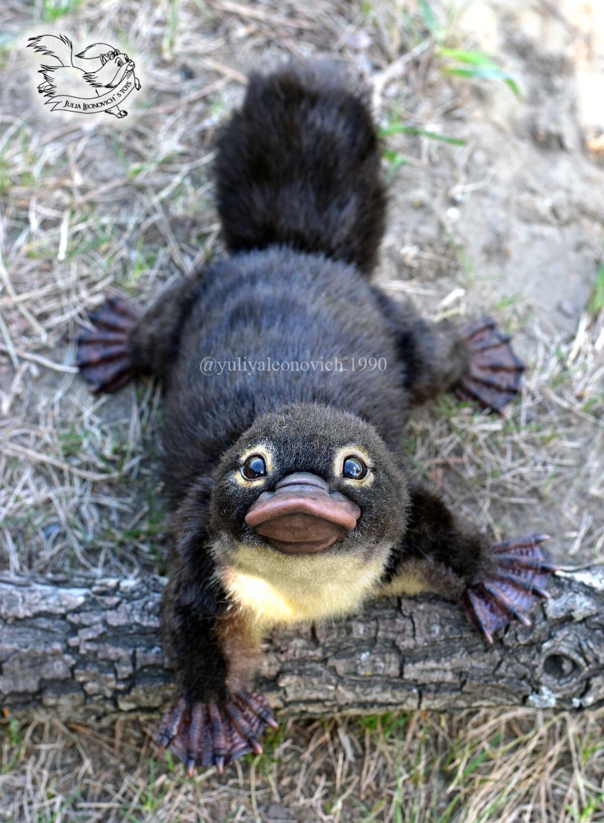 Lars Johan Larsson Platypus Baby Lars Johan Larsson Platypus Baby