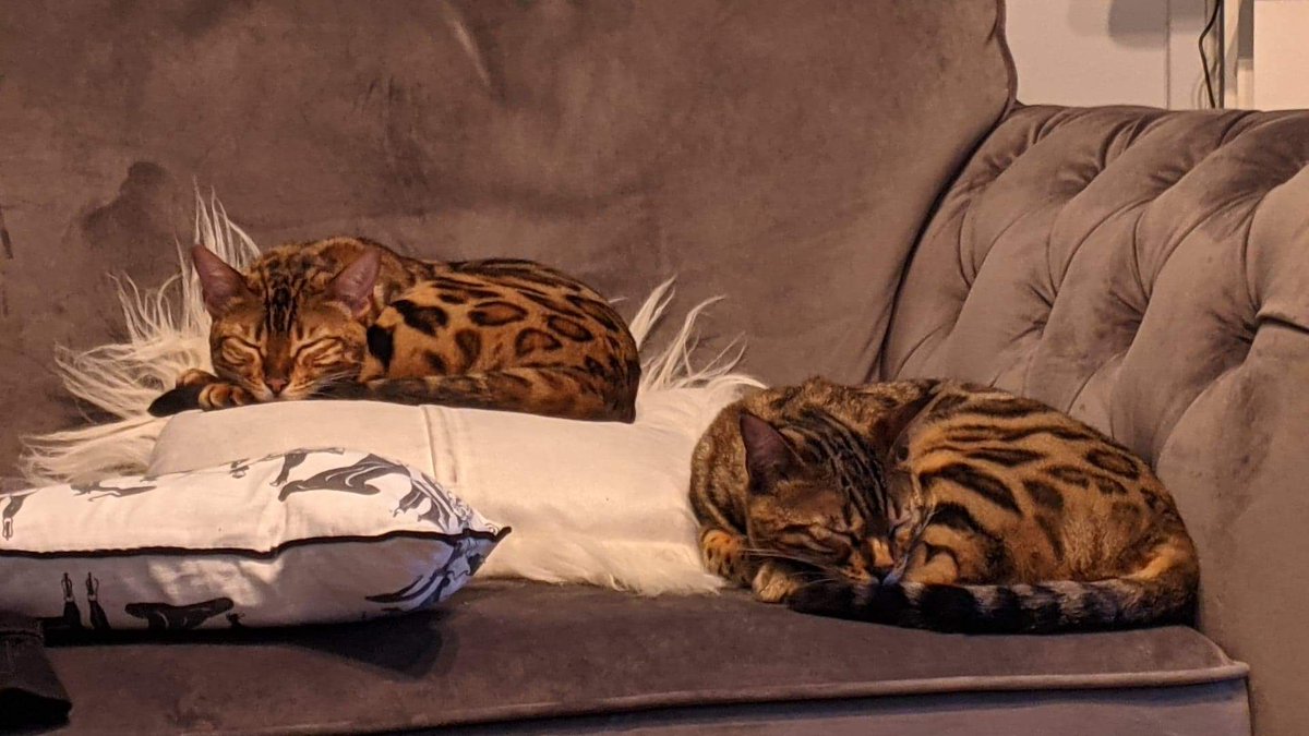 person_split's tweet image. So after a week plagued with Internet problems and beat saber updates I'm hoping to have things running more smoothly  next week.

STREAM SCHEDULE in GMT

Mon - Off
Tue - 8PM
Wed - 1.30PM
Thur - 1.30PM
Fri - 8PM
Sat - Off
Sun - 8PM

Thanks for bearing with me as always  &amp;lt;3