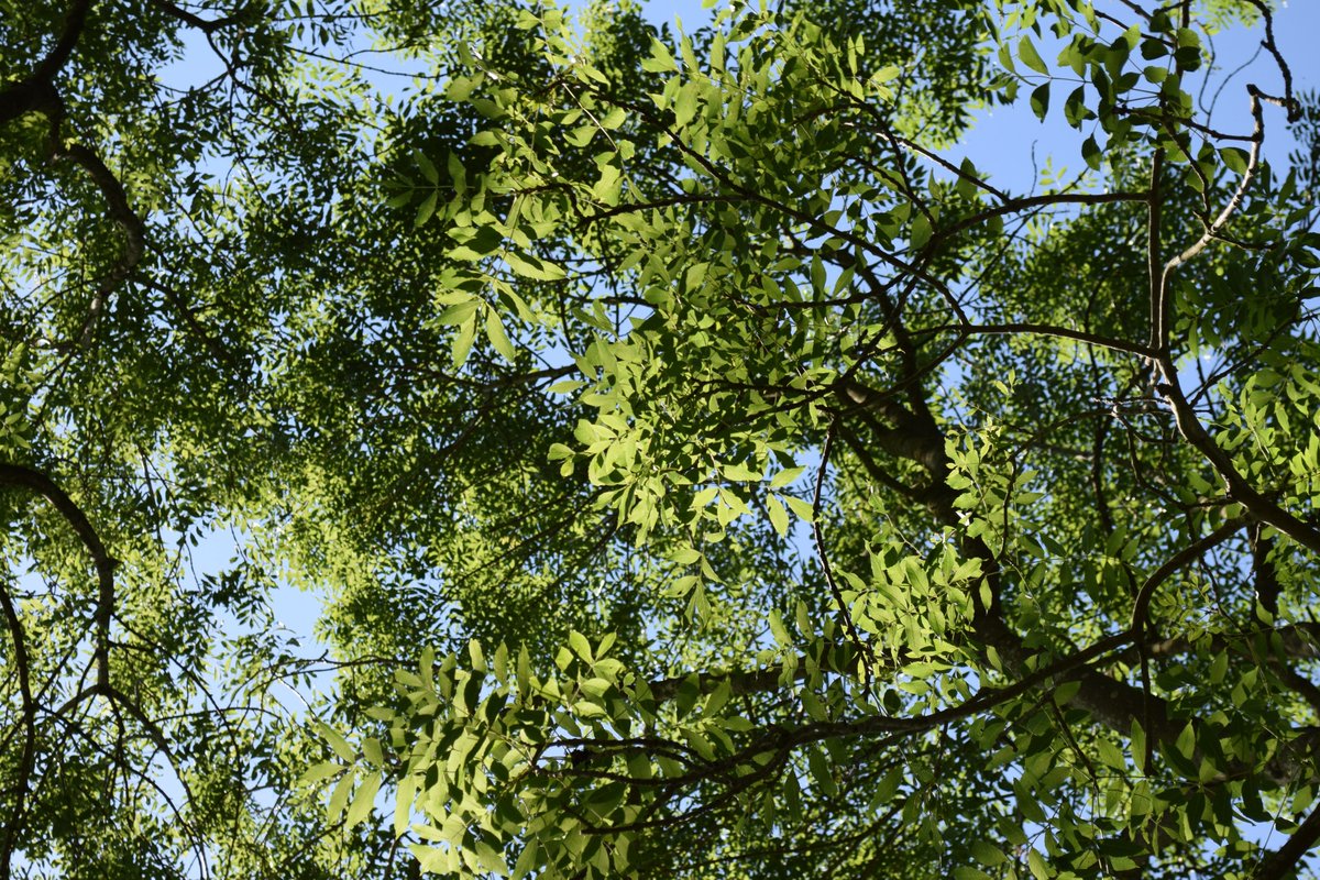But sadly it's suffering Ash dieback, which is set to be a disaster for a huge proportion of our ash treesIt's bleak, but it looks like 5% may have some genetic toleranceIt also looks like trees growing in open areas or trees in hedges are less affected than those in forests