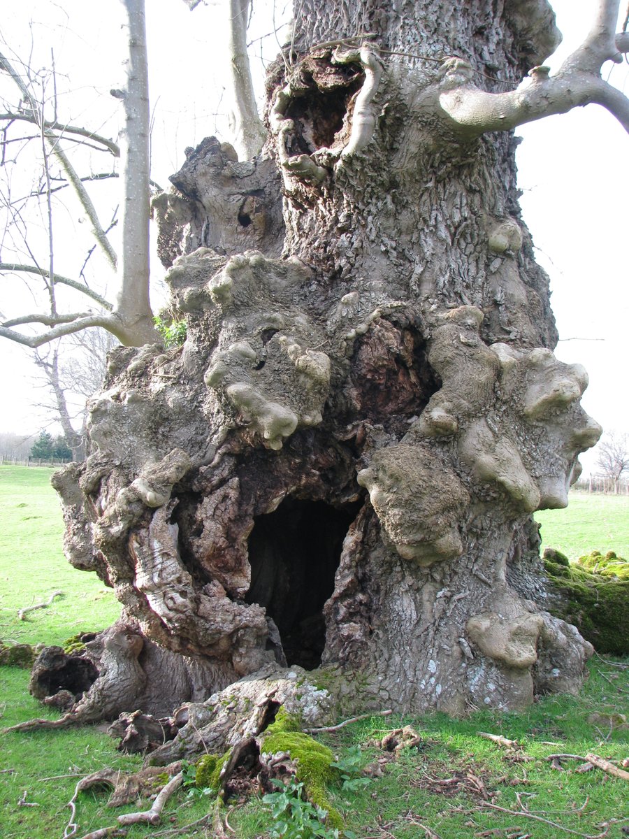 because these trees have different microclimates, with higher canopy temperatures - unfavourable to the diseaseWe have between between 27 &60m ash trees outside woods so here's hoping! 9500 of these are ancients registered on the Ancient tree Inventory & I worry for them daily