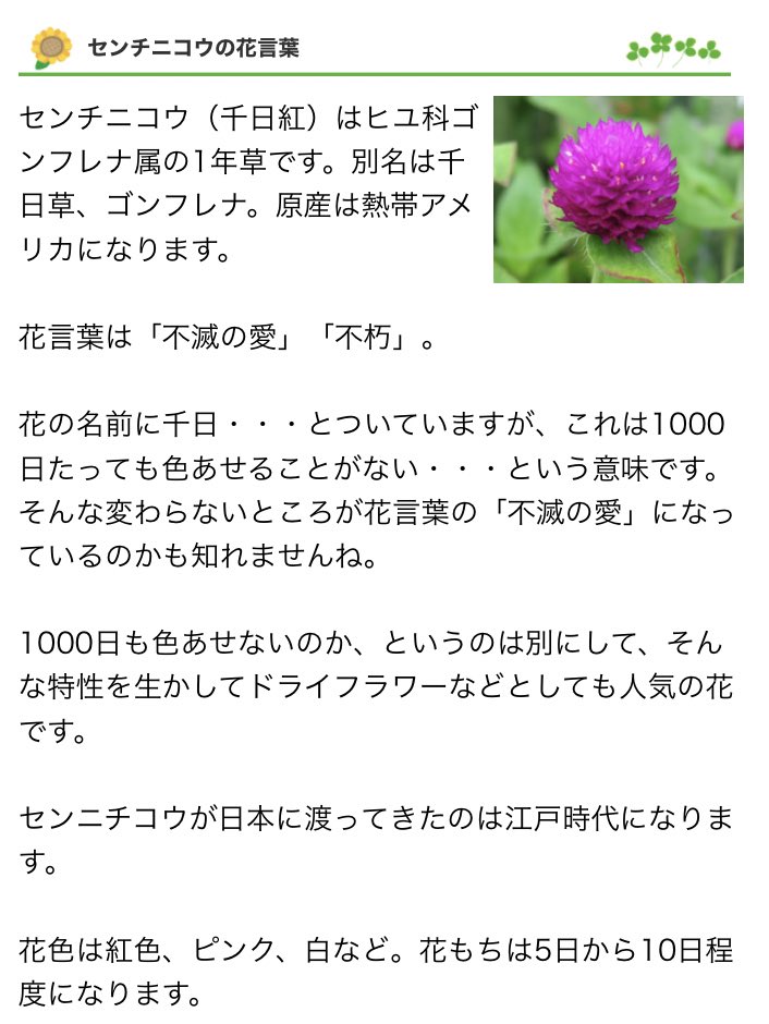 Uzivatel ユキ Na Twitteru 千日紅 センニチコウ 1000日たっても色褪せることがない花 Uzivatel ユキ Na Twitteru 千日紅 センニチコウ 1000日たっても色褪せることがない花