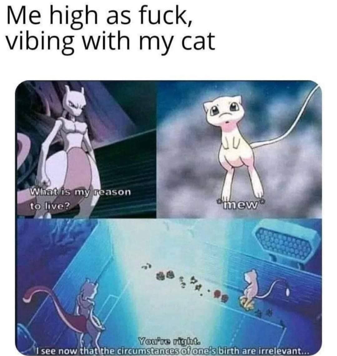 myunclesmemes's tweet photo. Kittys always right (not oc but supr qt) https://t.co/c877ksmyw6