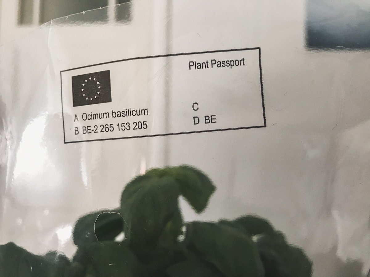 falleri's tweet image. This plant has a passport.. I don’t even have a passport 😳
