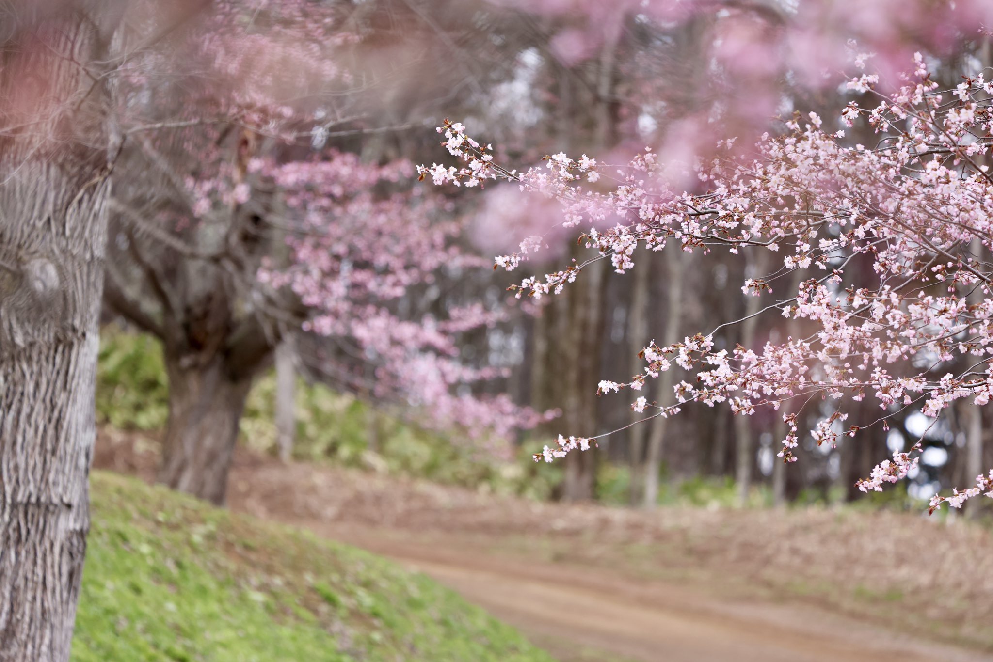 りりす 気温３度曇り の道東です 桜色に染まる北見フラワーパラダイスへ 北国の遅い春を楽しんで 今月も宜しくお願いします 北海道 道東 北見フラワーパラダイス 桜 T Co Ymcr94grob Twitter