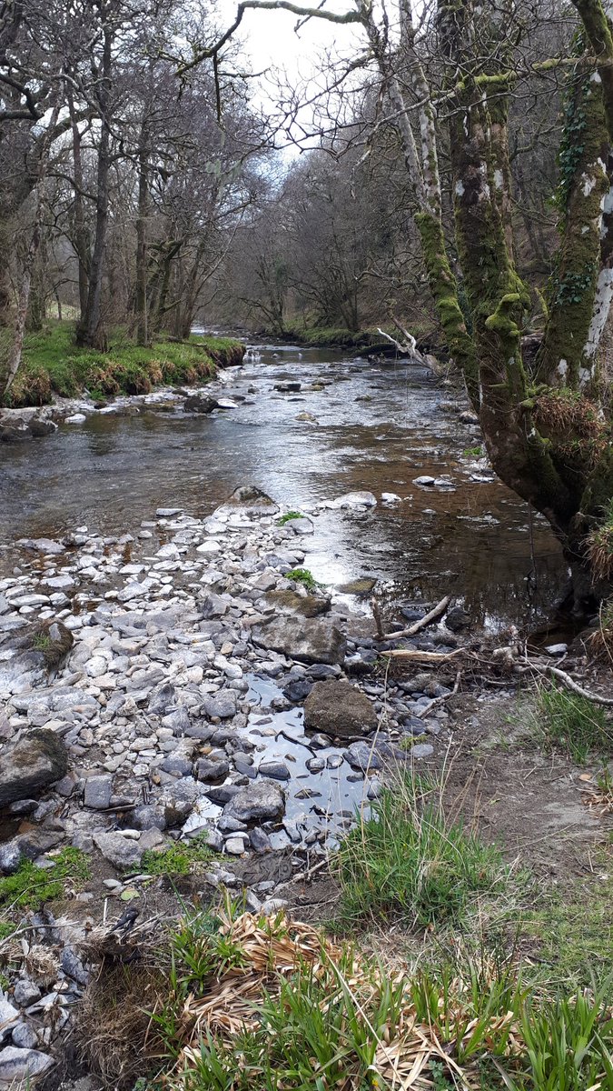 StableOld's tweet photo. Stomping round Tarr Steps today. About to have a nap!! #exmoorgold https://t.co/d7YyPOmEJ7