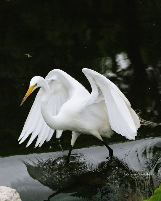 Let me show you how to walk on water. #TwitterNatureCommunity #egret #birdphotography https://t.co/u<a href="/tag/twitternaturecommunity"class="tags">#TwitterNatureCommunity</a><a href="/tag/egret"class="tags"><span>#egret</span></a><a href="/tag/birdphotography"class="tags"><span>#birdphotography</span></a>