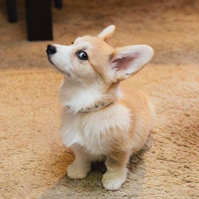 CorgiLoverss's tweet photo. Cutie ❤️❤️❤️

#corgi #CorgiCrew #corgin #MayDay2021 https://t.co/NcvgXtAWFH