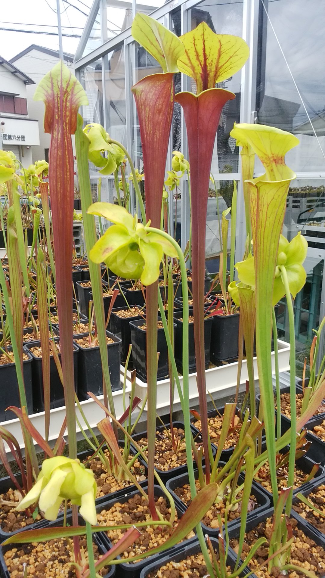 獣神サンダー ライガー Jyushin Thunder Liger サラセニア フラバが立派な捕虫葉を作ってくれました 花が咲き捕虫葉が出来ると植え替えした苦労が報われます いよいよ食虫植物の季節です サラセニア フラバ ルブリコルポラ 捕虫葉