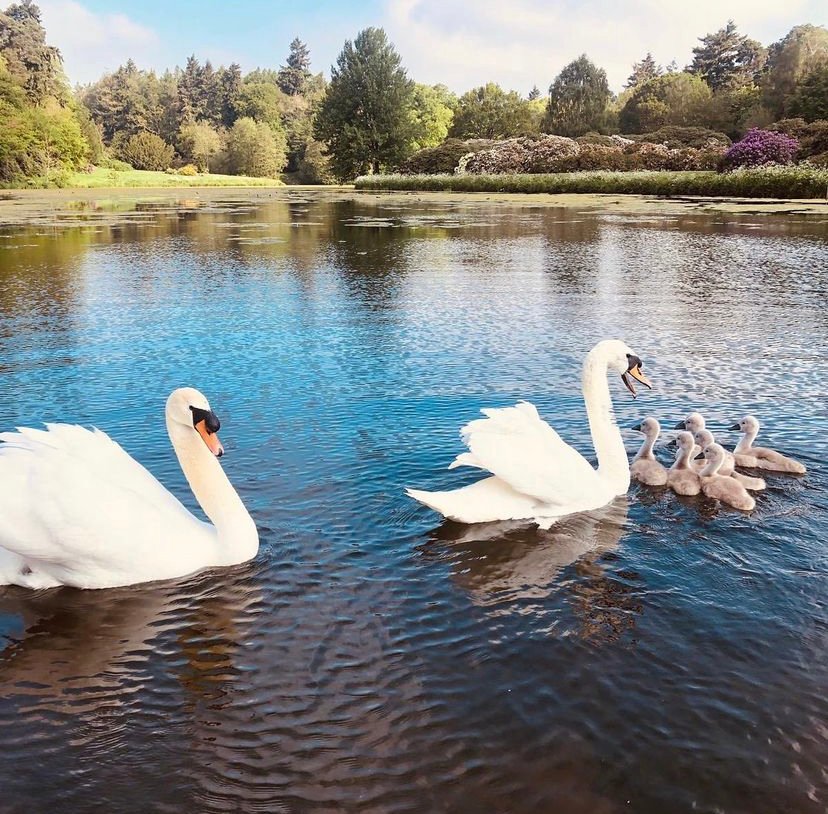 peonyjuliebates's tweet image. We hope you&apos;re having a lovely Bank Holiday weekend! We&apos;re enjoying the fresh Spring air and nature all around us at Ruckley, look at this gorgeous throwback to May 2019 of our swans &amp;amp; baby cygnets on the lake! #peonyfauxflower #bankholiday #bankholidayweekend #bankholidayvibes