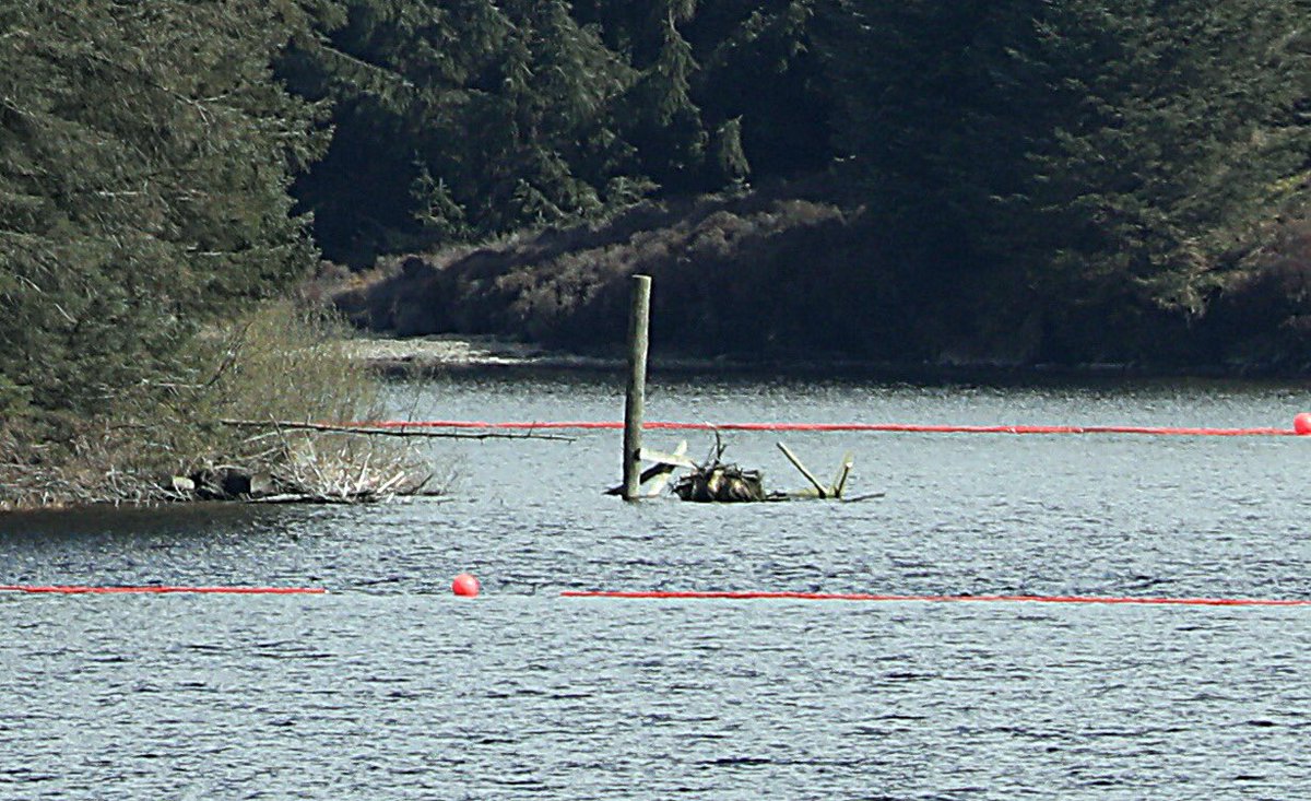 icphotography's tweet image. Why?
Osprey nest destroyed in ‘horrific act of vandalism’ see more on the link below. @IoloWilliams2 @ChrisGPackham @North_Wales_WT @LlynBrenig 
dailypost.co.uk/news/north-wal…