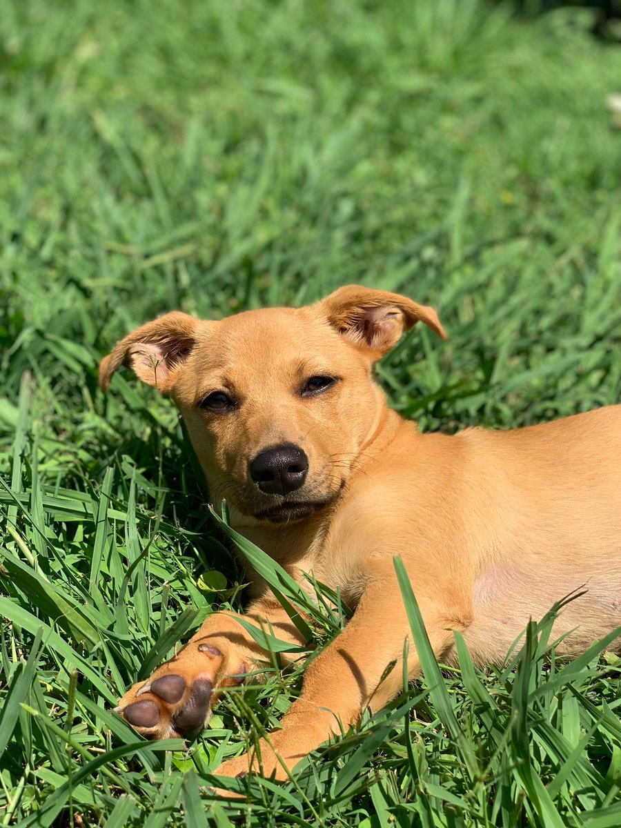 armani_samone's tweet image. Nala said she’s ready to be the winner of #BuschCTOContest