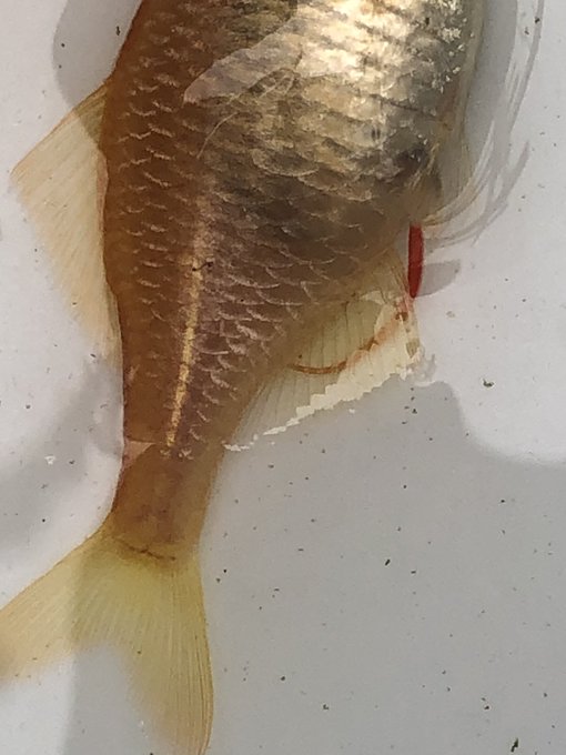 Okfish中村さん の最近のツイート 3 Whotwi グラフィカルtwitter分析