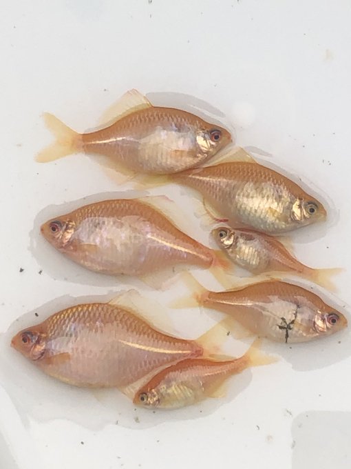 Okfish中村さん の最近のツイート 3 Whotwi グラフィカルtwitter分析
