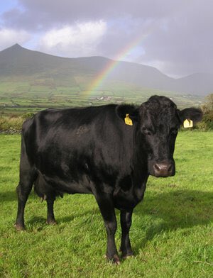 Two fires were lit by the Celtic Druids & the cattle were walked between them to cleanse them, before they were taken to the uplands. Transhumance (seasonal movement of animals) is known as Booleying in Ireland. (Native Kerry Black Bull: it is an ancient Irish breed)
