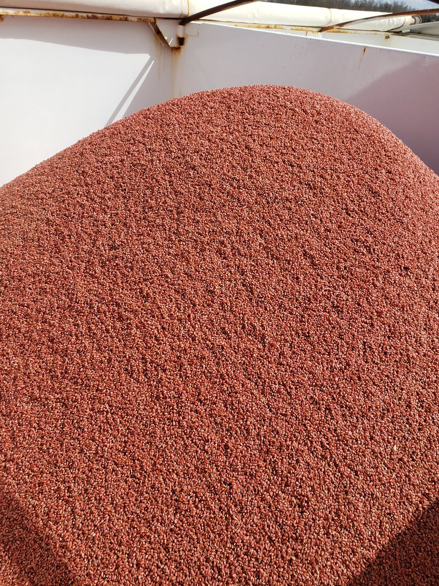 mmotiuk's tweet photo. Some well-travelled Amirani soybeans and some Parata wheat ready to get into the ground! https://t.co/knurp8YFCm