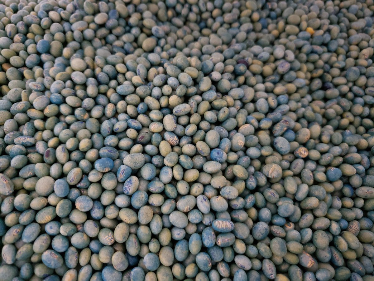 mmotiuk's tweet photo. Some well-travelled Amirani soybeans and some Parata wheat ready to get into the ground! https://t.co/knurp8YFCm