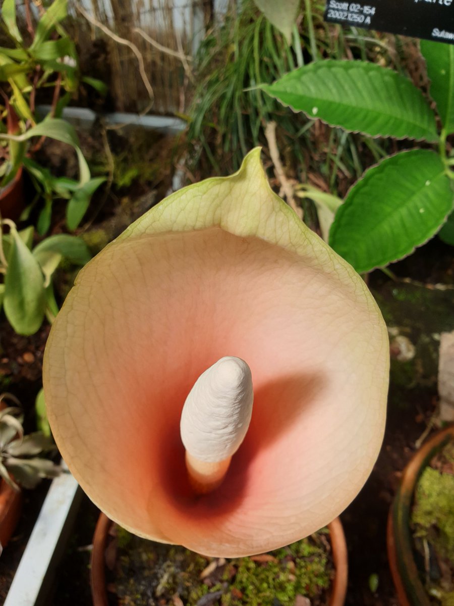 The Amorphophallus bulbifer has just opened up in <a href="/TheBotanics/">Royal Botanic Garden Edinburgh</a> glasshouses.
#rbgehort #rbgeeducation #rbgedinburgh #amorphophallus #glasshouses