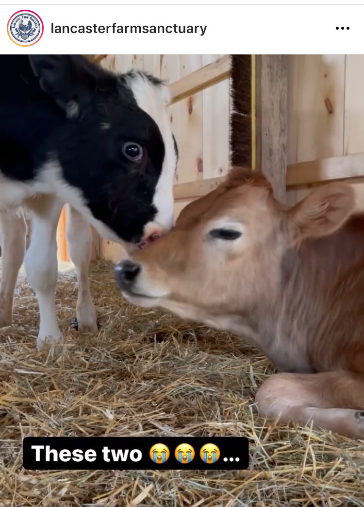 We are the same. We all have spirits and feelings. Spirituality doesn't disappear because of ignorance. Animals want respect and freedom just as we do. Please choose vegan to help those friends speak differently 🌱🙏
instagram.com/reel/COOUT8Njk…