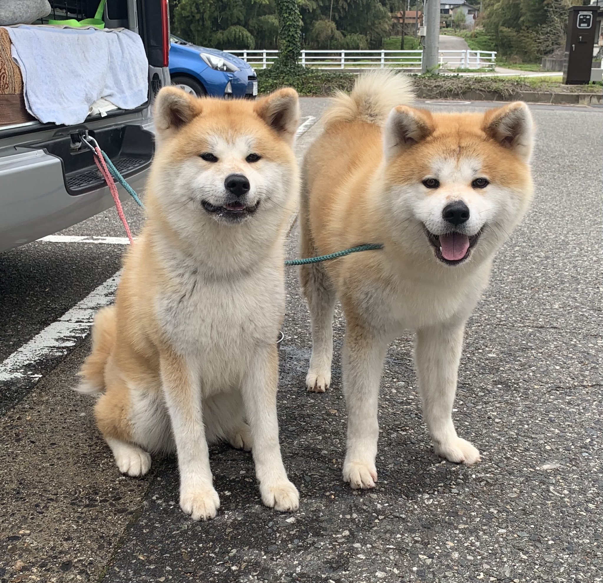 ひーちゃん 異母兄妹 妹のほうが顔が男前 秋田犬 秋田犬赤毛 異母兄妹 T Co Dfcoe4g0bt Twitter