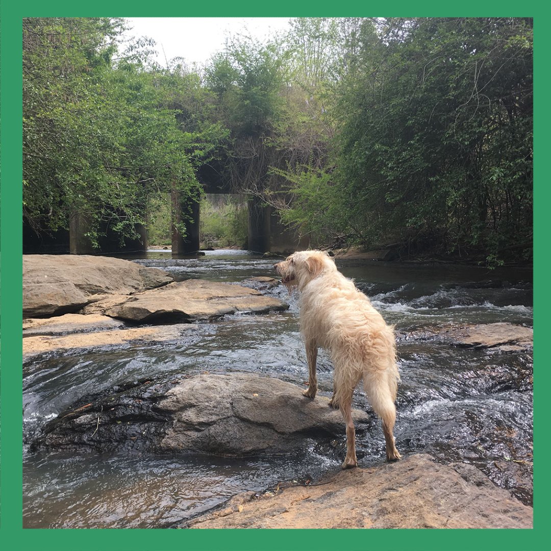 Dear Hoomans of Opelika,

There are not many things we doggos like more than treaty-treats and nose boops. What we would really roll over for this week is you giving some money to the Creekline. 

24 hour event | May 5 | Donate: buff.ly/3c8H5w2