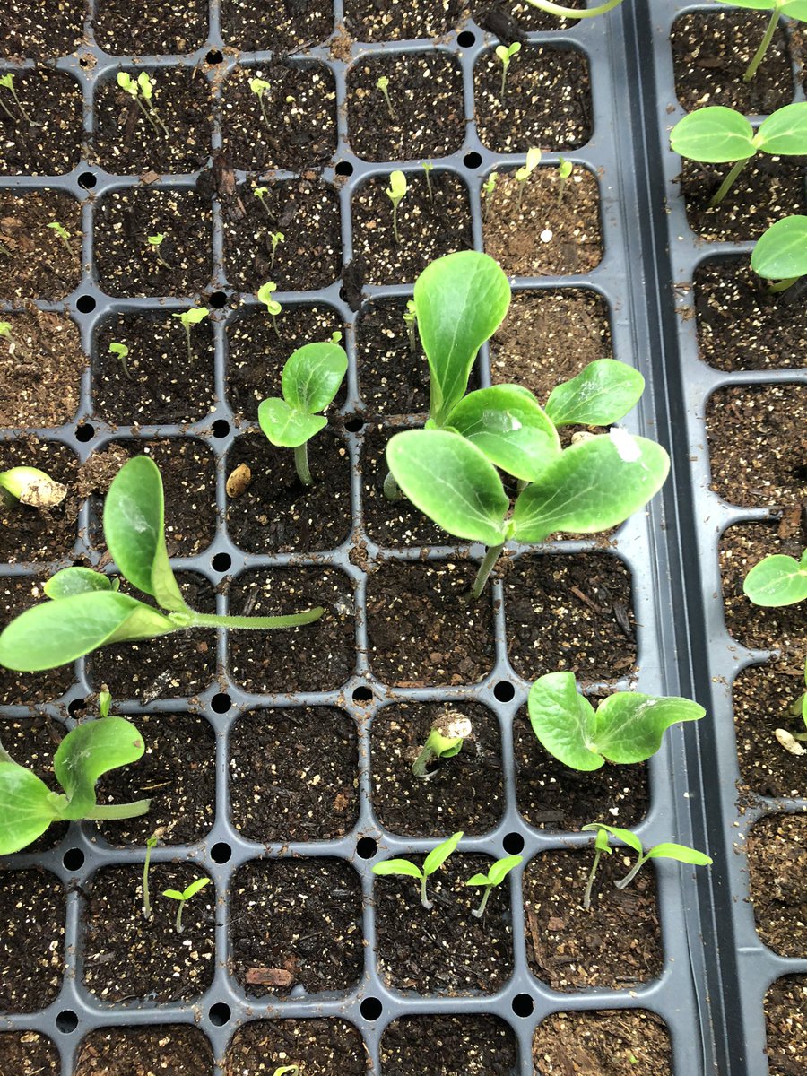 claudia_stauber's tweet photo. Just a quick reminder what we are actually fighting for! But not just that, also the way we fight!
we can only win if we step outside their system, as long as we are in it we have no chance!
#Nature #Selfsufficient #GrowYourFood #StepOutsideTheSystem https://t.co/INqiIMVXym