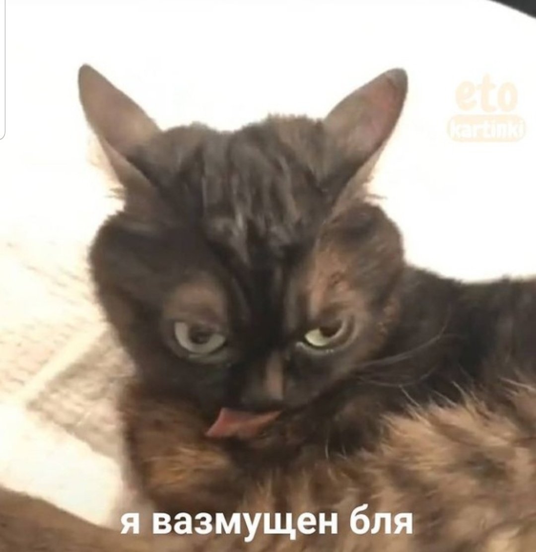 pickle_lu_pic's tweet photo. 😾🥴🥴🥴
#art #artistsontwitter #supportartistsontwitter #supportartists #supportartistsnow #арт #artist #artwork #helpartist #traditionalart #helptheartist #helptheartists #supportartist #помощьхудожникам #помощьхудожнику #хочуактив #cat #cats #catart #CatsOfTwitter #catsart https://t.co/Jne0zAEH6R