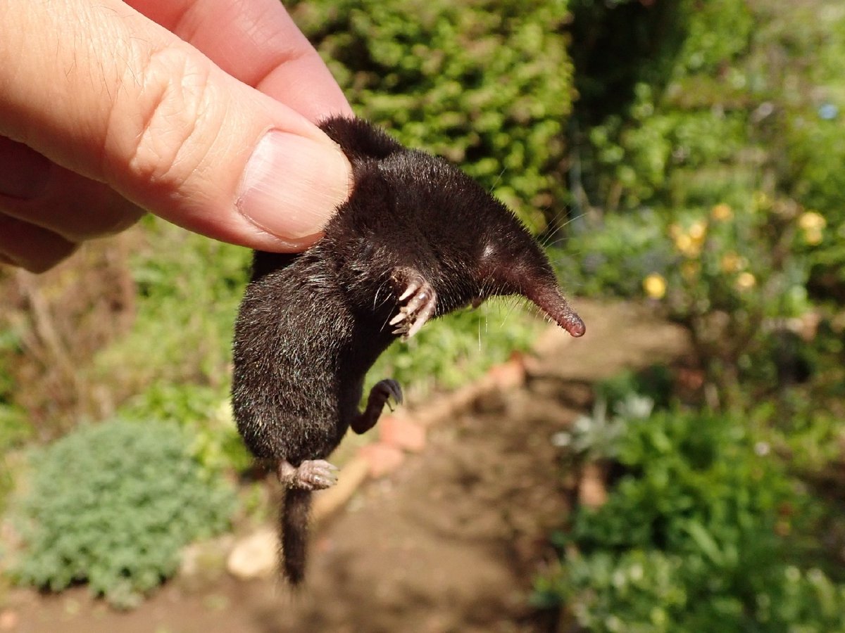 ヒミズ Twitter Search