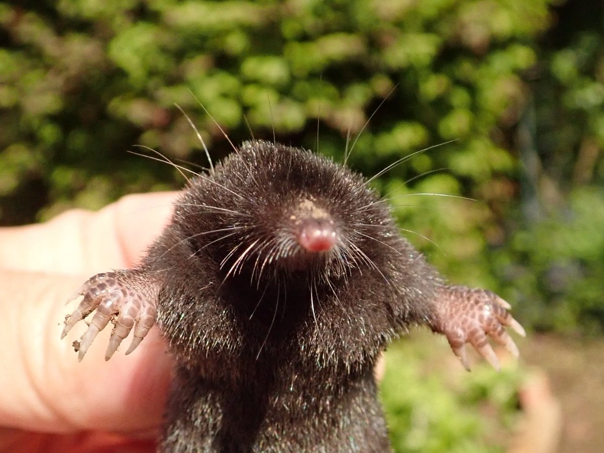 ヒミズ Twitter Search