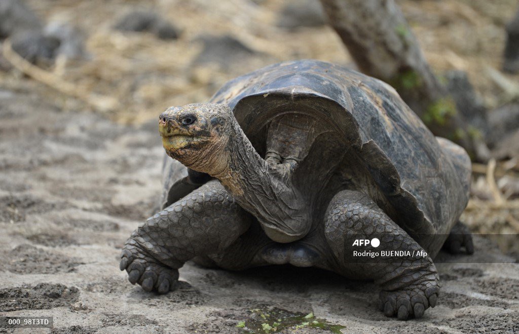Arroussiak's tweet photo. 🐢🐬 Le covid a chassé les humains des #Galapagos. Tortues, iguanes et autres espèces échappent à la curiosité des touristes et des scientifiques, une tranquillité coûteuse pour les bipèdes
➡️ https://t.co/PYtqL5VTsC
Notre reportage avec @photoroco 📷 et @JuanRestrepoCol 🎥 #AFP https://t.co/a4pqey56CV