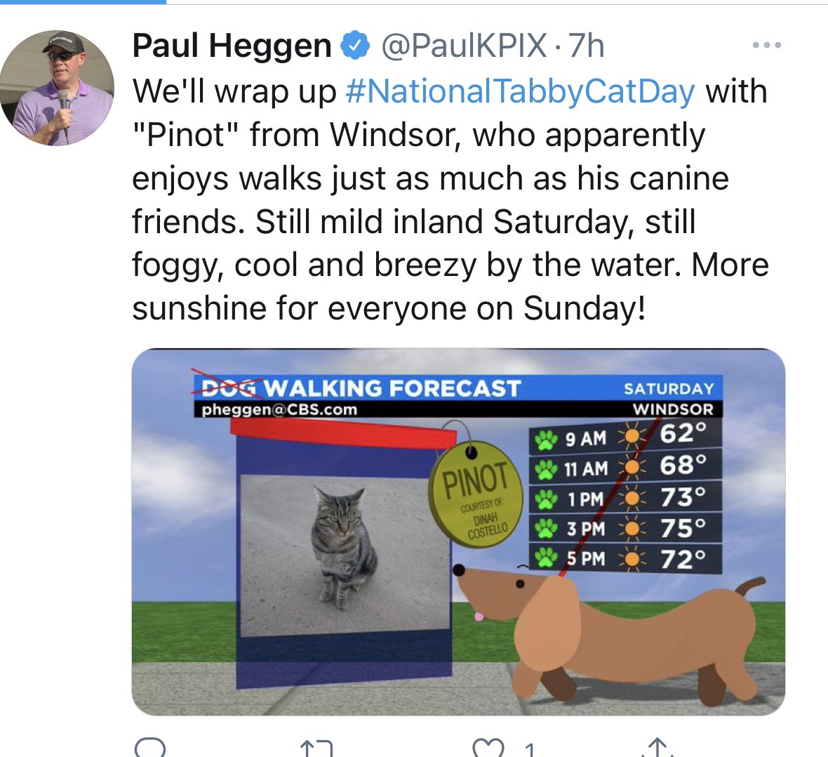 Pinotcat's tweet image. My cat is famous —
