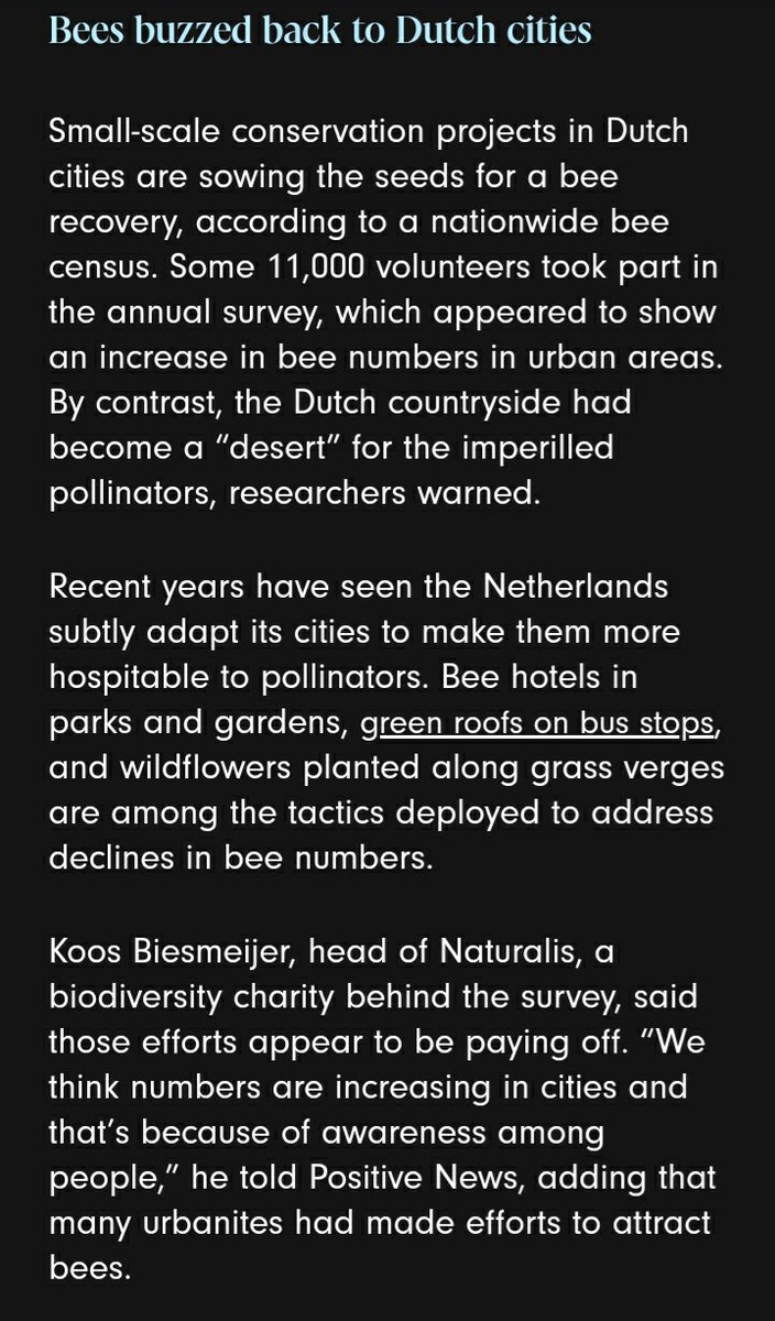 BEESDutch cities are increasing bee populations after they started to decline in the 1940s :D