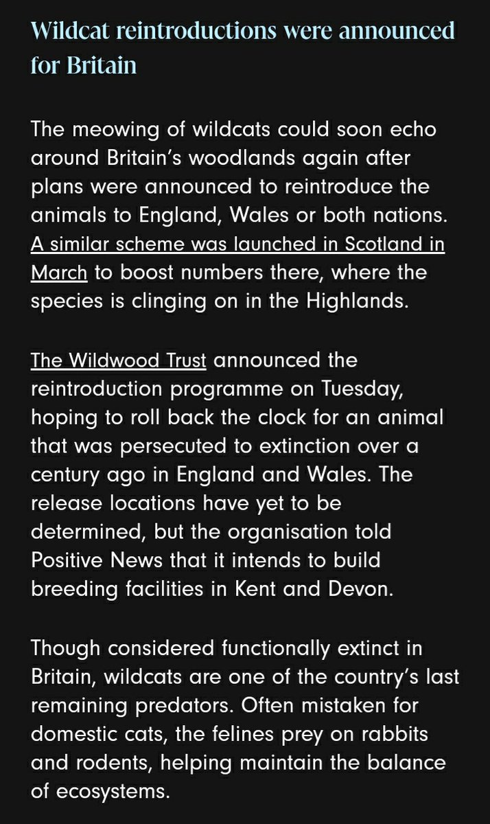 WILD CATS ARE BACK (hopefully) England and wales want to reintroduce scottish wildcats which is huge because theres really not many