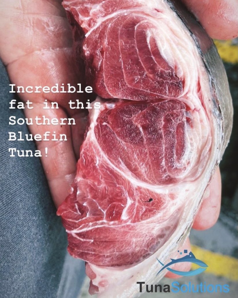 TunaSolutions (@tunasolutions) on Twitter photo Amazing quality Southern Bluefin Tuna caught in the ice cold waters of Tasmania!
Each fish is caught on rod & reel, “one hook, one line, one at a time” ensuring there is no bycatch!
Purchase through <a href="/tunasolutions/">TunaSolutions</a>
#futureoftuna #tuna #southernbluefintuna #chefsofinstagram Amazing quality Southern Bluefin Tuna caught in the ice cold waters of Tasmania!
Each fish is caught on rod & reel, “one hook, one line, one at a time” ensuring there is no bycatch!
Purchase through <a href="/tunasolutions/">TunaSolutions</a>
#futureoftuna #tuna #southernbluefintuna #chefsofinstagram